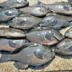 グレが入れ喰い！でも、だんだん小さくなって…